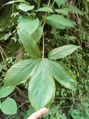 Xanthosoma wendlandii