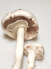 Agaricus leptocaulis