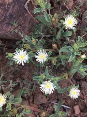 Mesembryanthemum aitonis