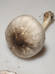 Agaricus leptocaulis