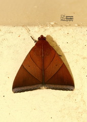 Artena lacteicincta