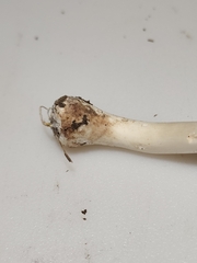 Agaricus leptocaulis