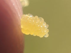 Sympetrum costiferum