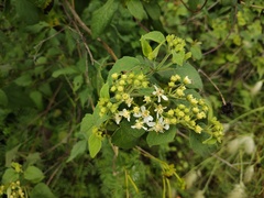 Montanoa tomentosa