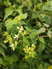Montanoa tomentosa