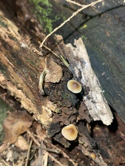 Psilocybe caerulipes