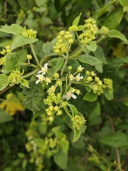 Montanoa tomentosa
