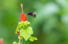 Xylocopa tabaniformis parkinsoniae