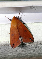 Ophiusa discriminans