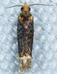 Eucosma ochroterminana