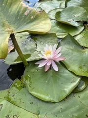 Nymphaea odorata