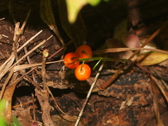 Convallaria majalis