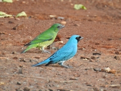 Tersina viridis