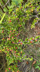 Cotoneaster horizontalis