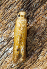 Tischeria quercitella