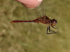Sympetrum costiferum