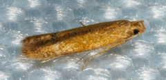 Tischeria quercitella
