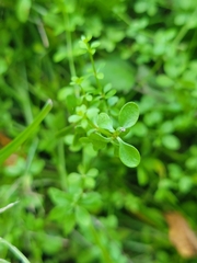 Galium palustre