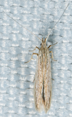 Coleophoridae