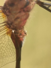 Sympetrum costiferum