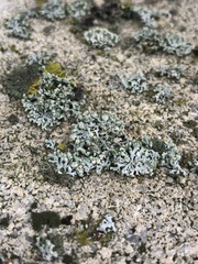 Phaeophyscia pusilloides