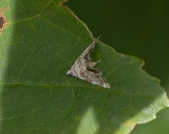 Eoparargyractis plevie