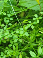 Galium palustre