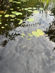 Potamogeton gramineus