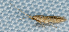 Coleophoridae