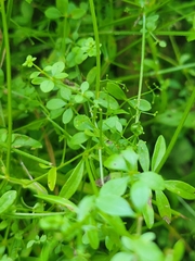 Galium palustre