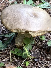 Leccinum scabrum