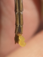 Sympetrum costiferum