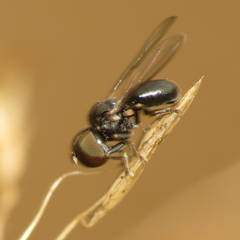 Pipunculidae