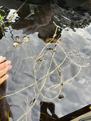 Potamogeton gramineus