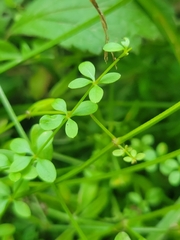 Galium palustre