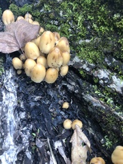 Coprinellus micaceus