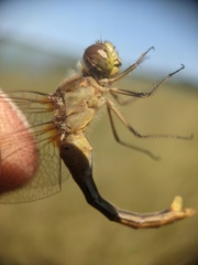 Sympetrum costiferum