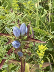 Gentiana andrewsii