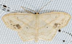 Scopula limboundata