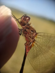 Sympetrum costiferum