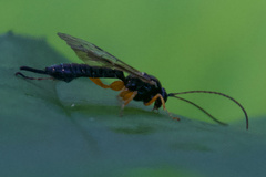 Pimpla