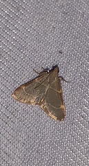 Hypsopygia binodulalis