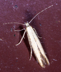 Coleophoridae