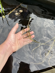 Potamogeton gramineus