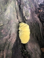 Climacocystis borealis