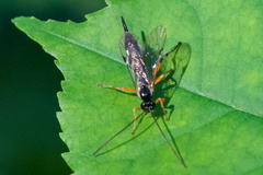 Pimpla