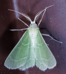 Synchlora aerata