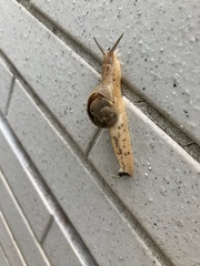 Megaustenia imperator