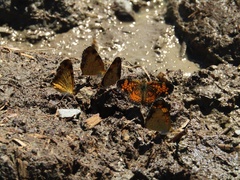 Phyciodes