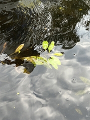 Potamogeton gramineus